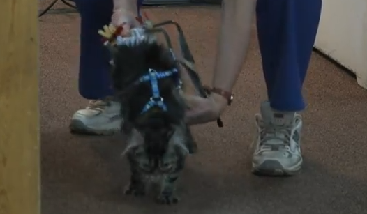  Flipper, Robot, Katt,  Conifer High School, Studenter